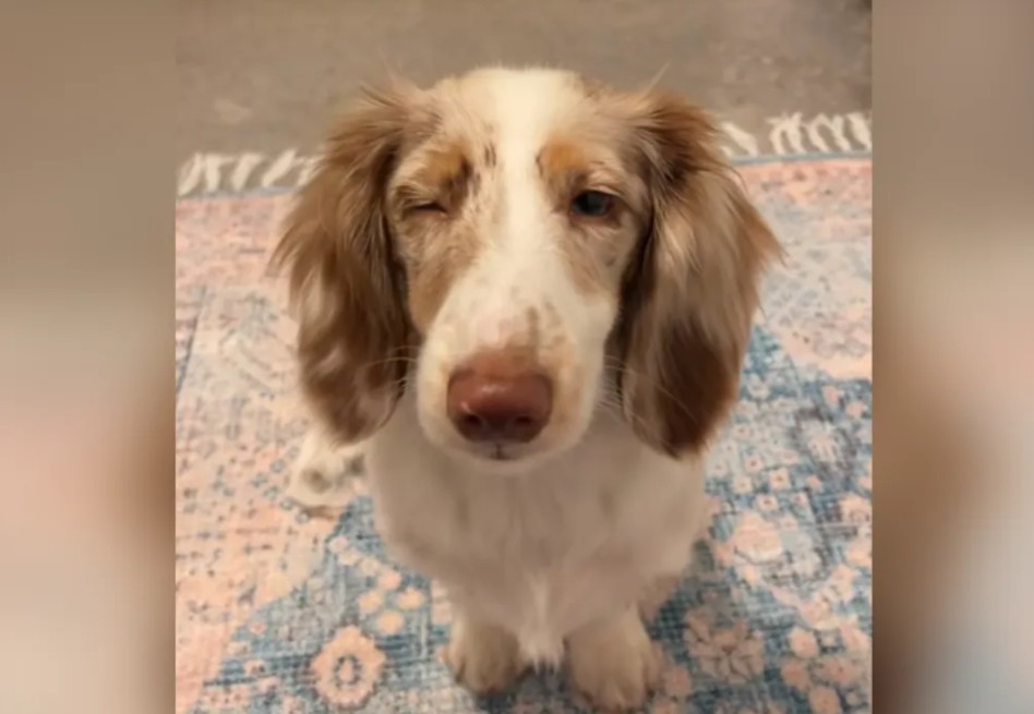 Cachorro que iba a ser sacrificado por ser ciego encontró una familia: esta es la historia