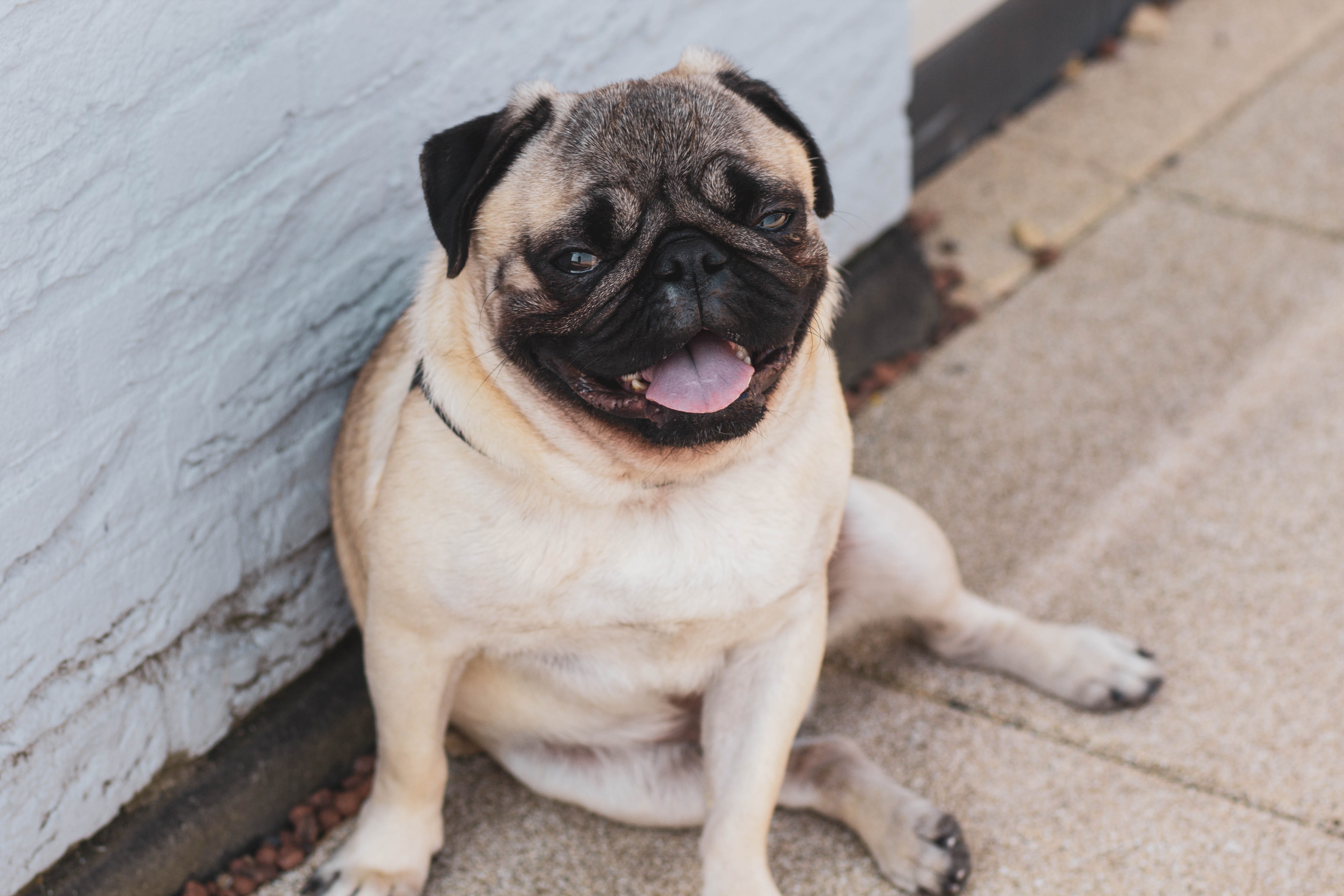 Perros Pug características y personalidad de esta raza de perro