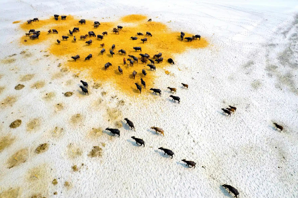 Categoría Keeping 1.5 Alive
Md Shafiul Islam muestra cuando una manada de búfalos recorren pastizales resecos en busca de alimento durante una sequía en Gaibandha, Bangladesh.
