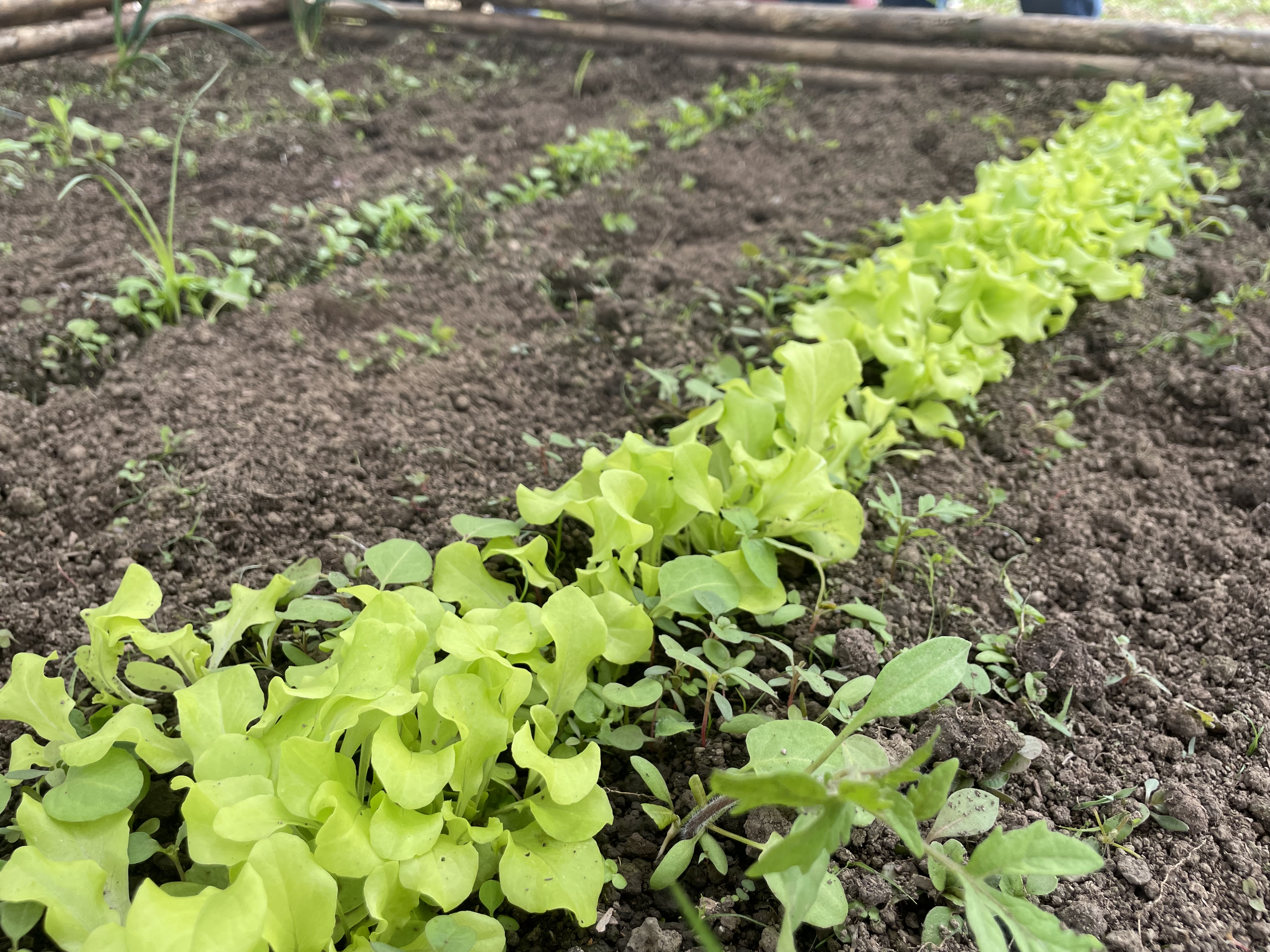 Transformar los sistemas agroalimentarios del país para proteger la biodiversidad