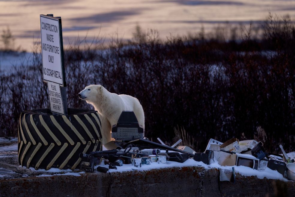 Categoría fauna urbana: Robert Gloeckner fue el ganador con la imagen de un oso polar en Churchill, Manitoba, que camina entre un montón de aparatos electrónicos y artículos domésticos desechados.
