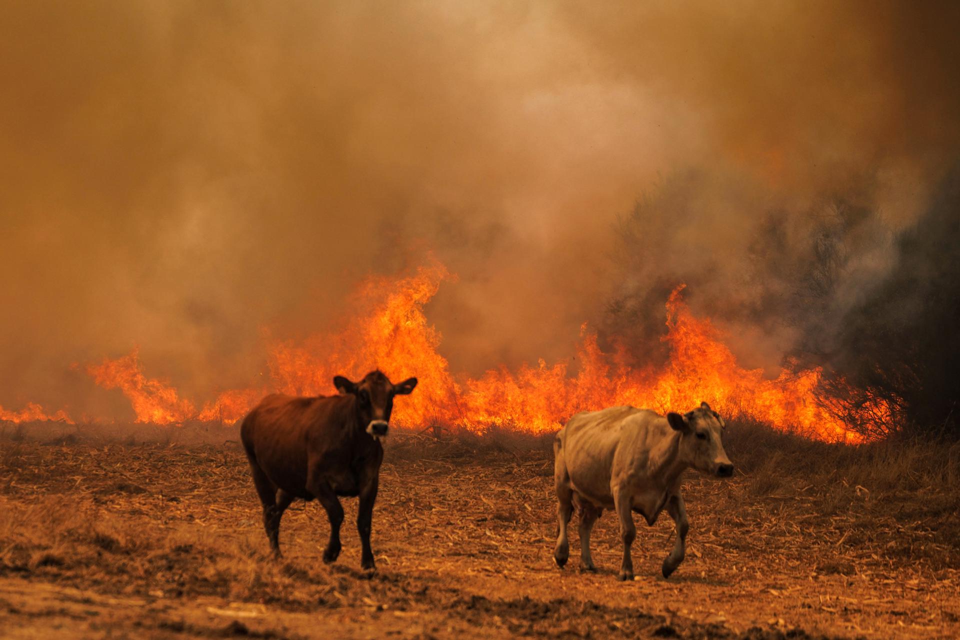 Quintela (Portugal), 14/08/2025.- Cows run from the flames during a wildfire in Quintela, Sernancelhe municipality, Viseu district, Portugal, 14 August 2025. The blaze, which ignited early on 13 August in Satao, within the Viseu district, has spread to the municipalities of Sernancelhe and Aguiar da Beira, and continues to rage with no possibility of direct intervention, according to the commander on the scene. (incendio forestal) EFE/EPA/PEDRO SARMENTO COSTA