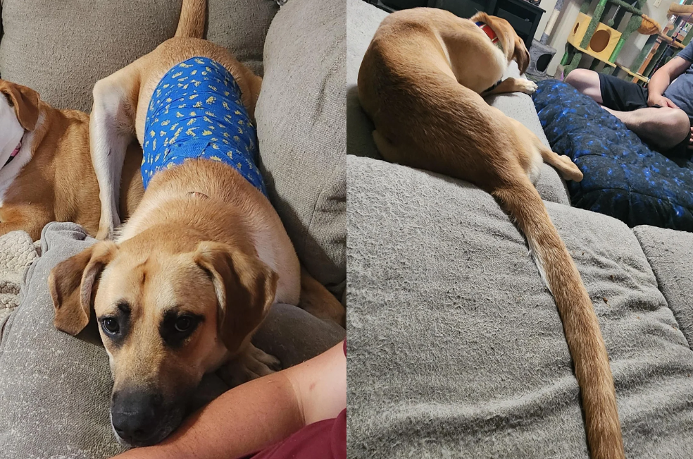 Un perro se vuelve viral por el tamaño de su cola: “es la más larga del mundo”