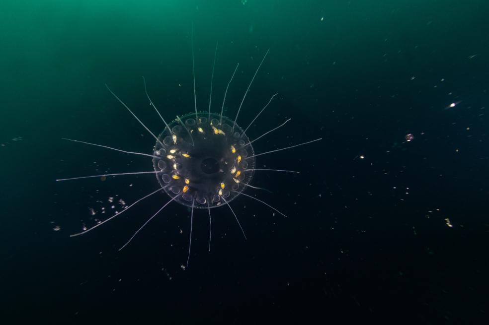 Otra de las especies es la Hydromedusae.