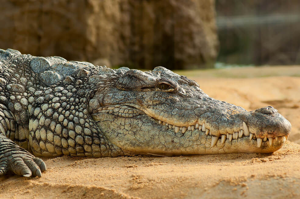 Rescatan a miles de reptiles destinados a terminar como carteras de mano y billeteras
