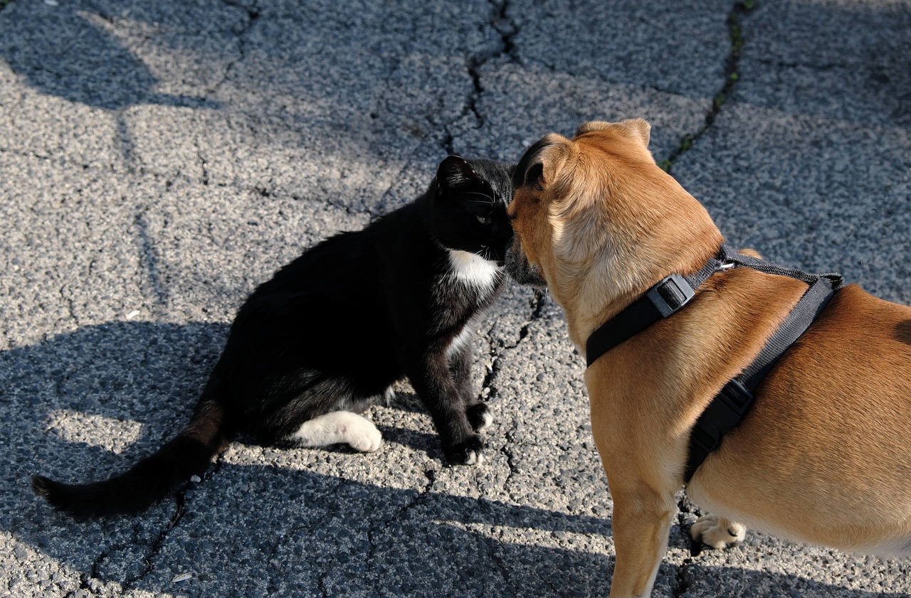 La razón por la que los perros persiguen a los gatos y cómo evitarlo