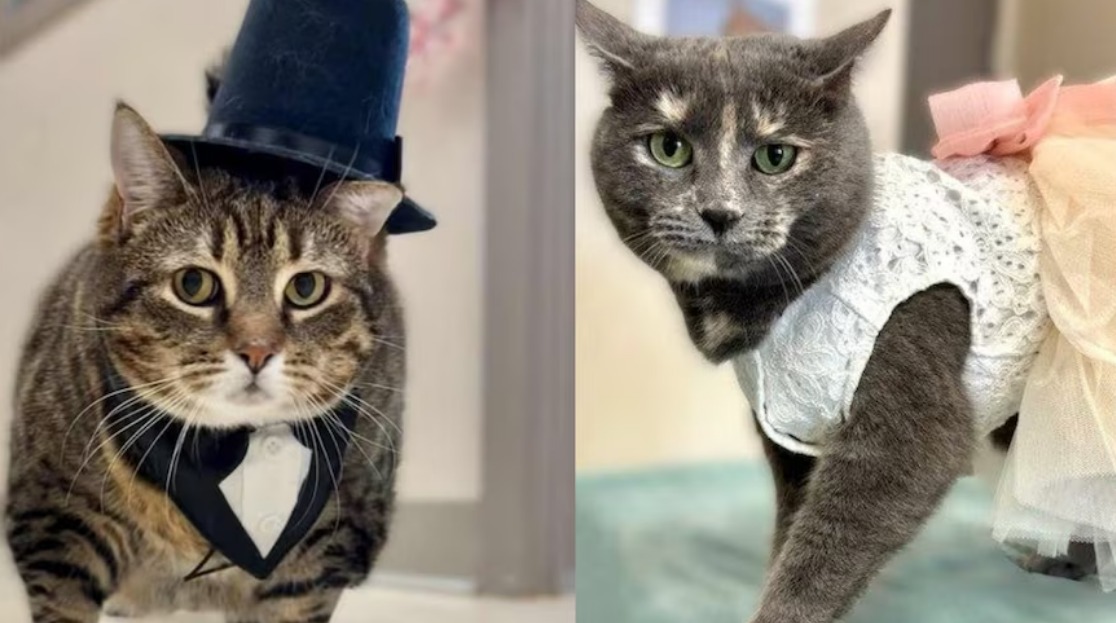 Marcell y Aspen, los gatos que se “casaron” en un refugio y encontraron un hogar