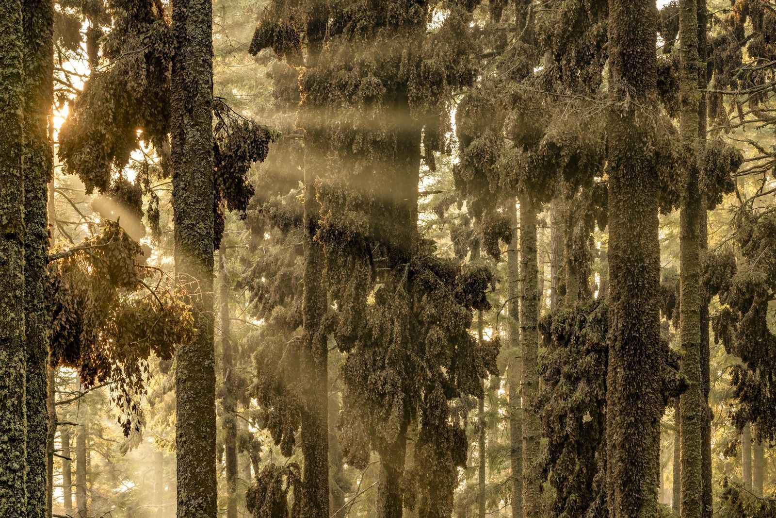 El bosque de las monarcas.