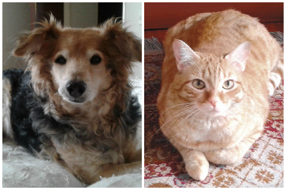 La historia de un perro y una gata que se volvieron amigos íntimos