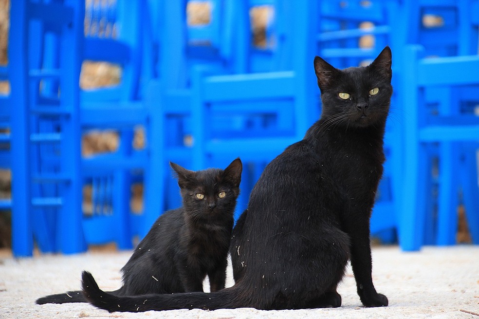 Galería: ¡Cinco datos que no sabía sobre los gatos negros!
