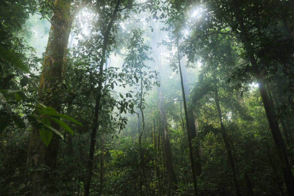 El mundo ha perdido 178 millones de hectáreas de bosque entre 1990 y 2020