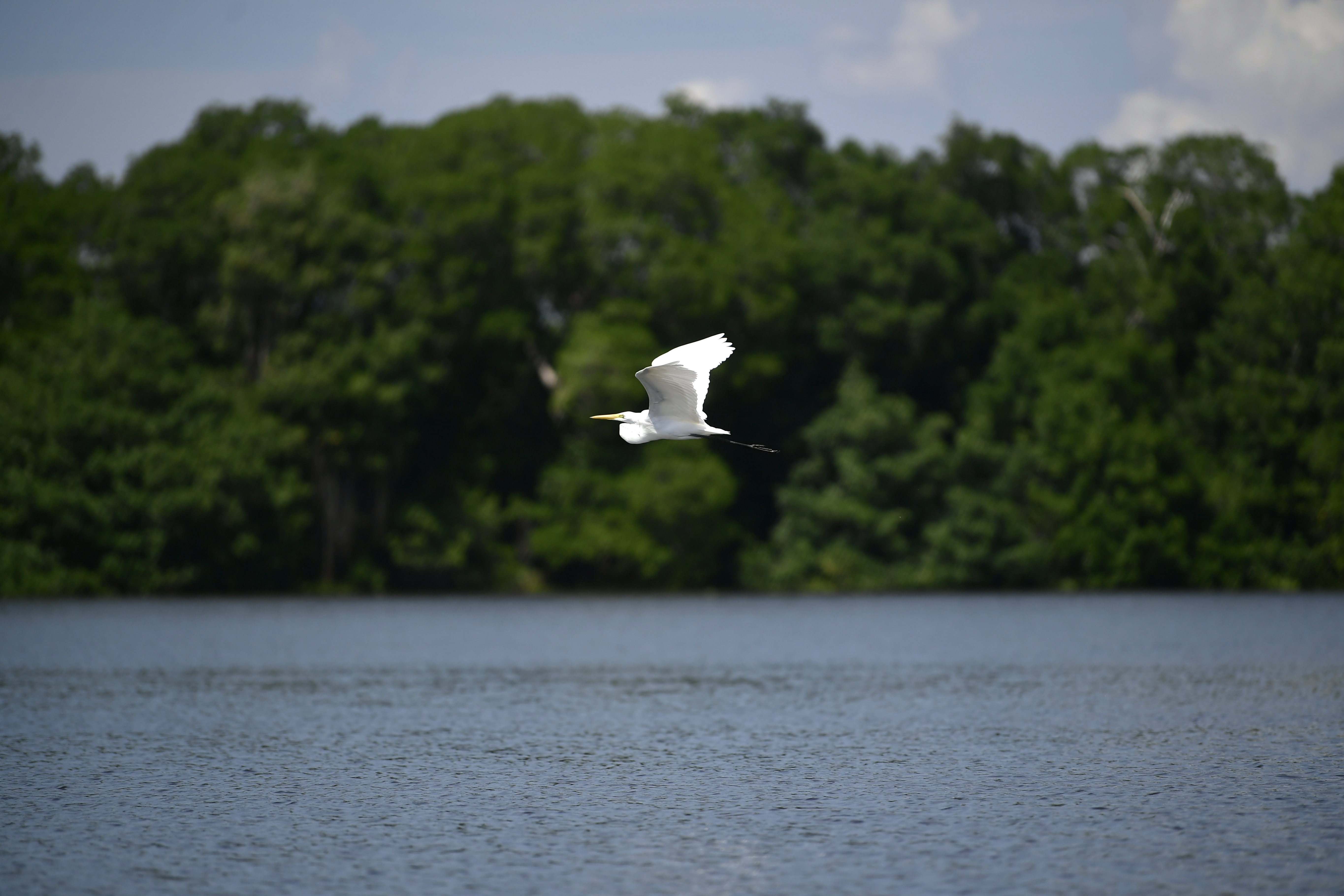 La evolución de los pájaros podría ser muy diferente a lo que pensábamos