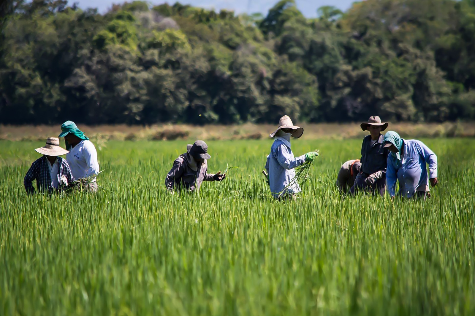 ¿Una oportunidad más para el arroz en Colombia?: las presiones y alternativas del sector