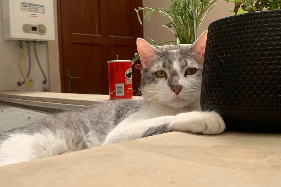 Gato Tito: se cumplen 12 días de su desaparición en un aeropuerto de Bolivia