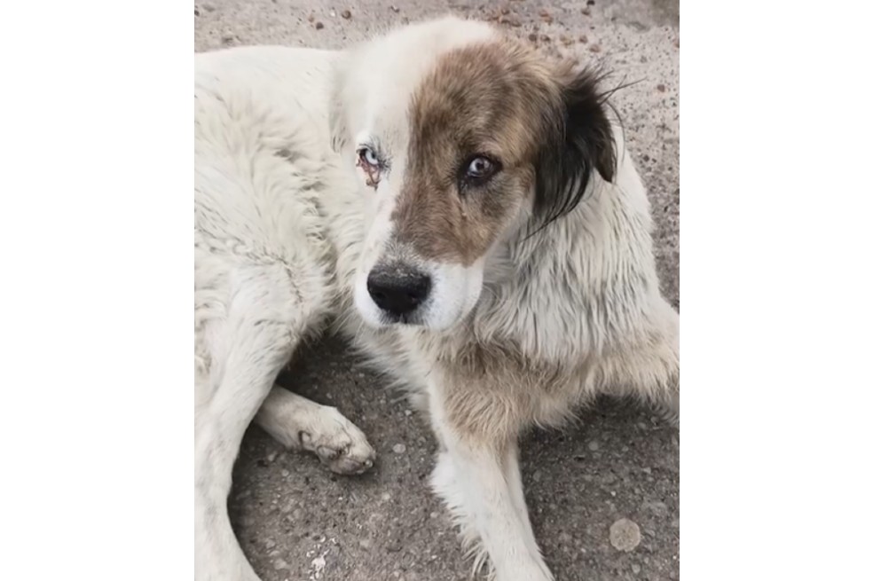 Rescataron a Sócrates, un perro que, al parecer, era maltratado por su familia en Bogotá
