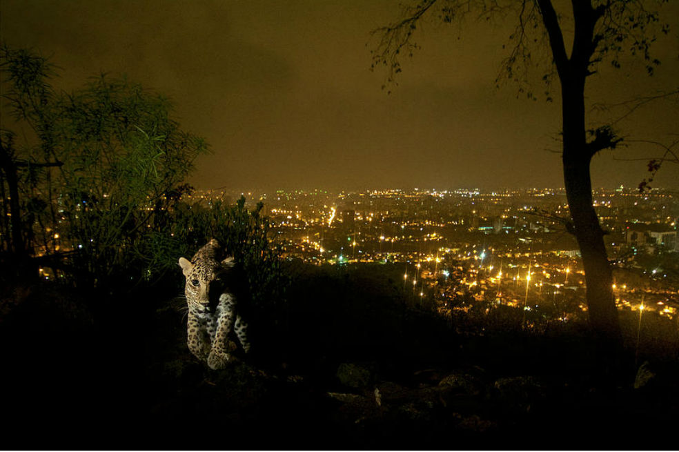 Por qué los leopardos son aliados de la salud pública en Bombay