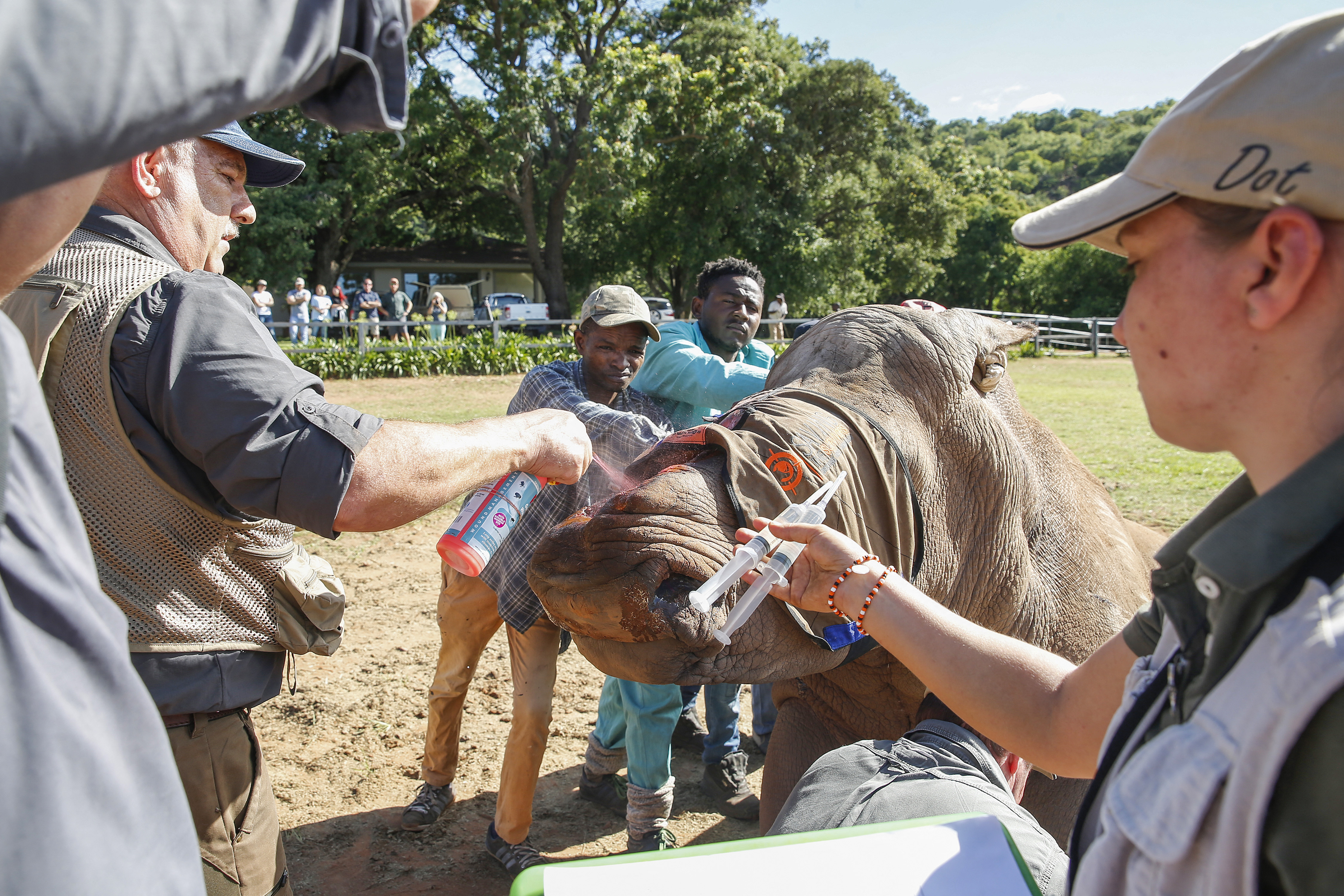 Veterinarian Dr Johan Marais (L) sprays insect repellent on Seha, a ten years old rhino bull that was poached and de-horned, after darting it for its relocation to the wild in Bela-Bela, some 150km north of Johannesburg, on January 24, 2022. (Photo by Phill Magakoe / AFP)