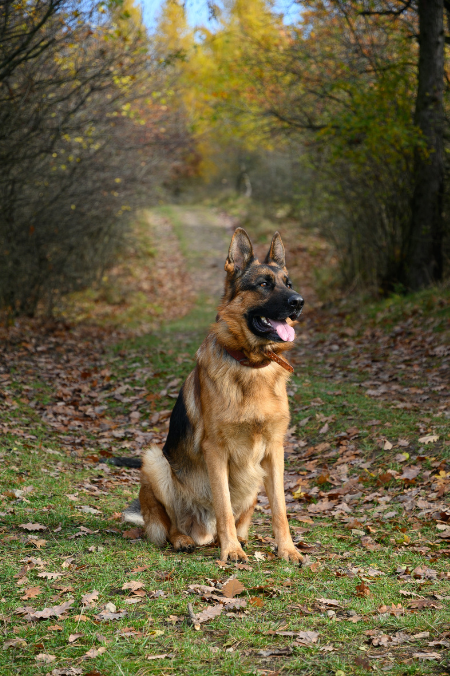 Wilson: la historia del perro perdido del Ejército en la selva del Guaviare