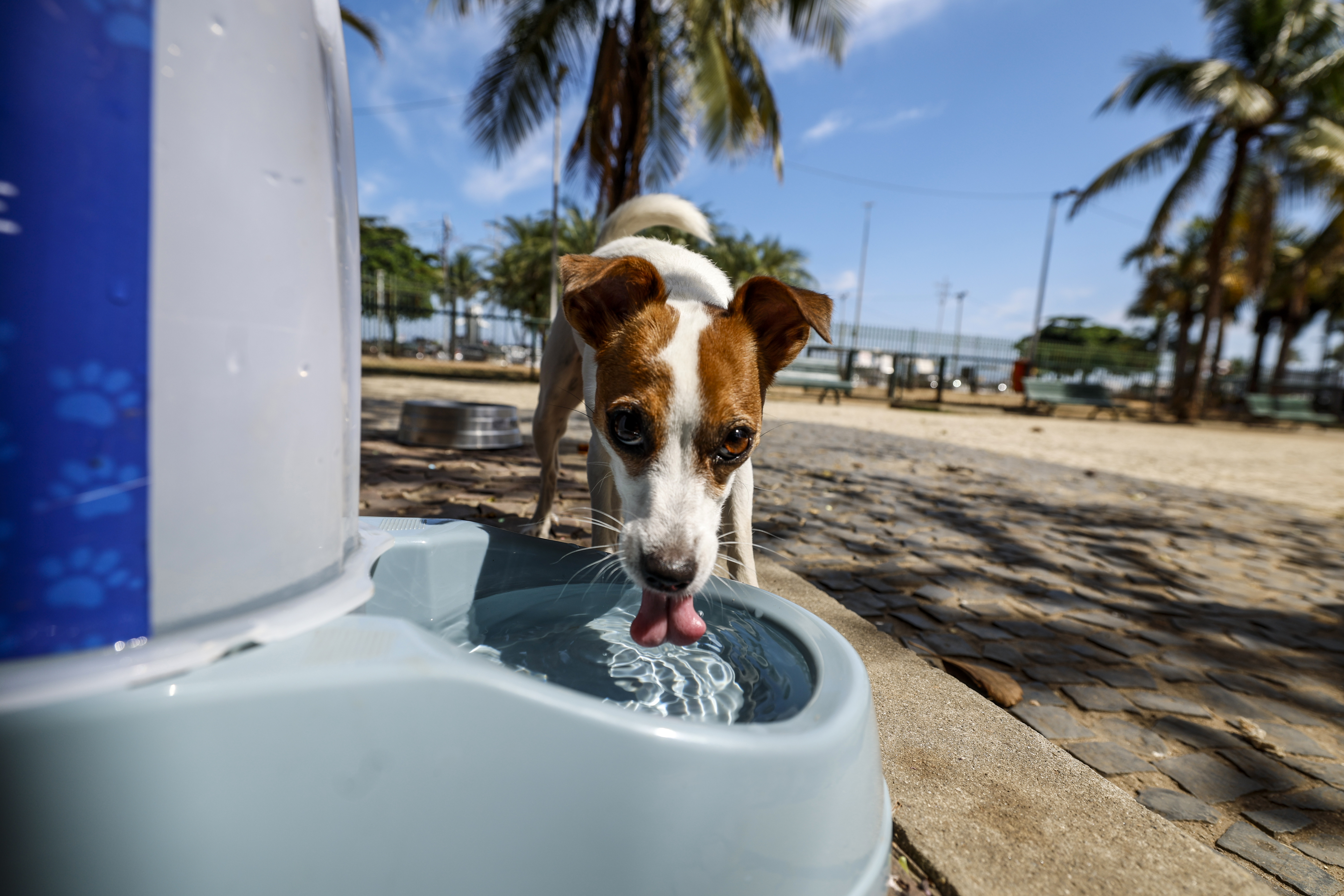 Cinco cosas que debe hacer para proteger a su perro o gato del calor y el sol