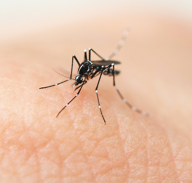 El cambio climático está llevando el dengue hacia zonas donde antes no existía