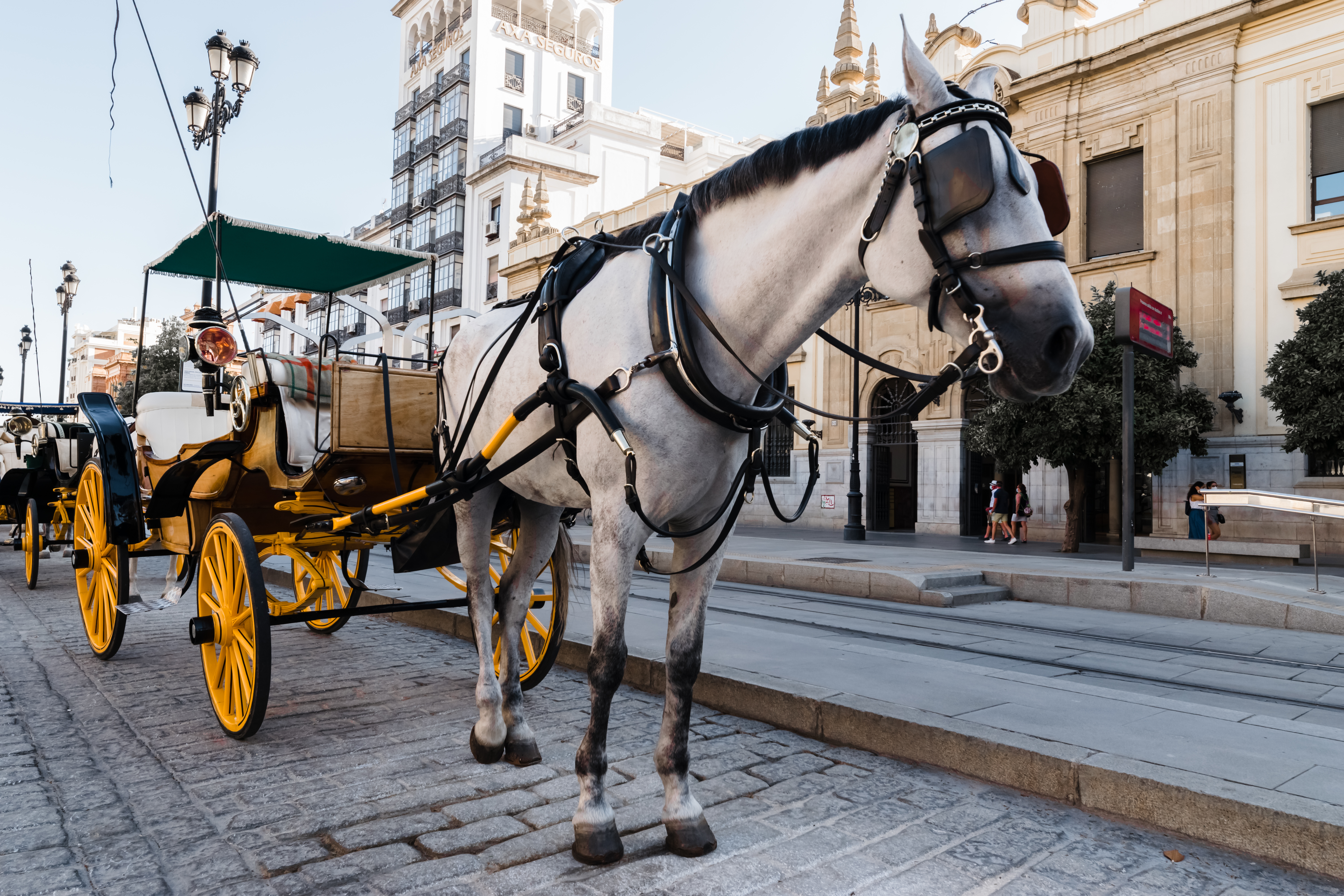 Yotoco alcanza nuevo logro: es un municipio libre de vehículos de tracción animal