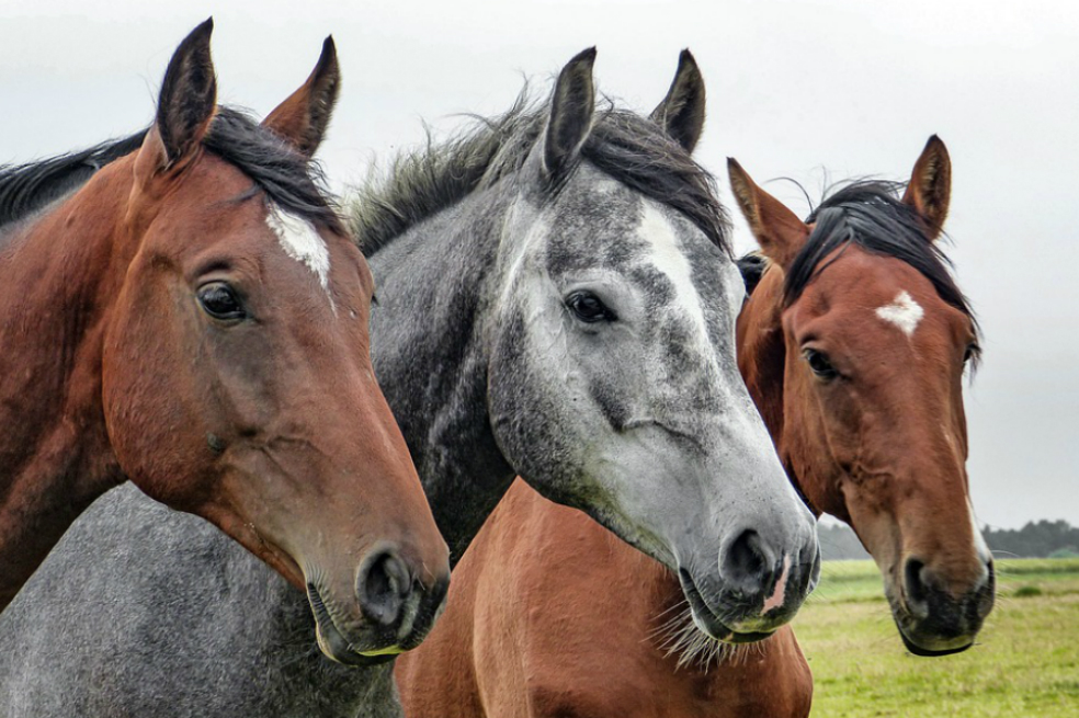 Cambio climático, responsable de la diversificación de los caballos