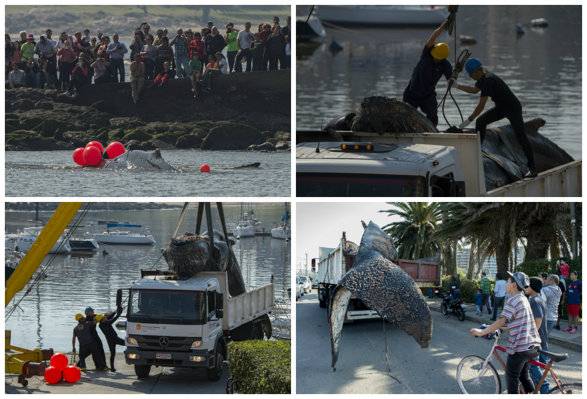 En imágenes: Trasladan a ballena que murió en un puerto uruguayo