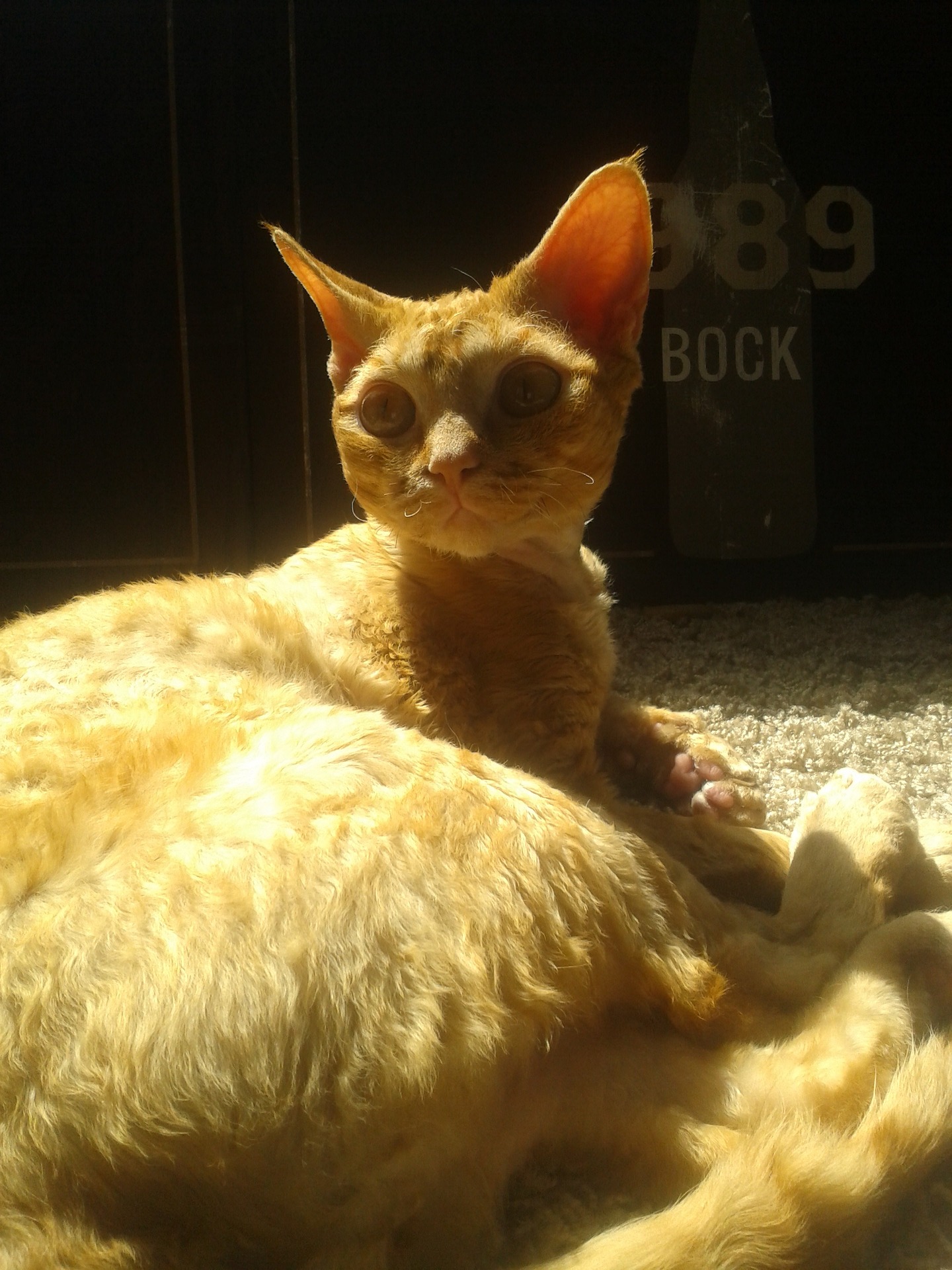Gato Devon Rex