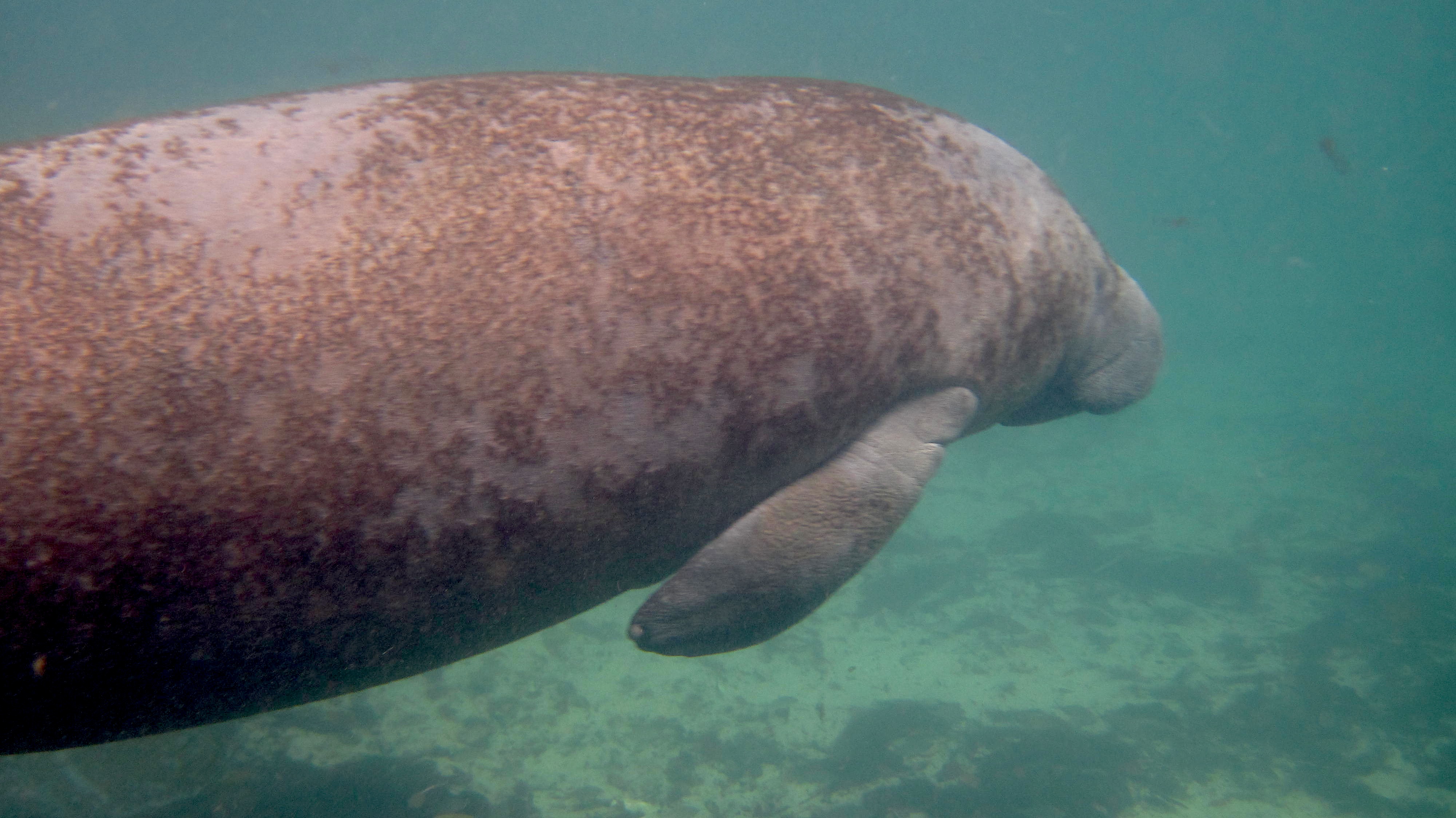 Hallan manatí muerto en ciénaga de Puerto Wilches
