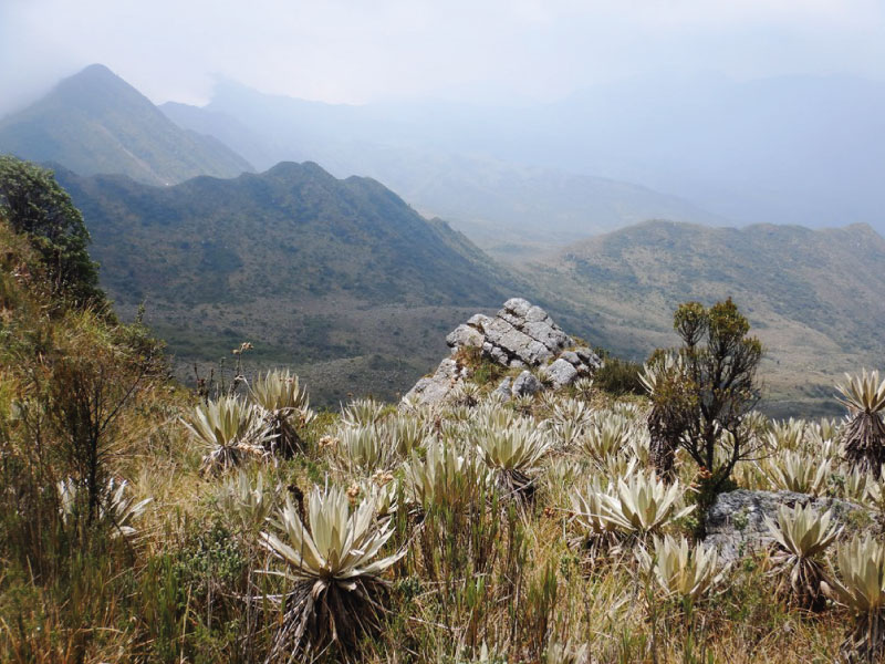 Desde el Congreso exigen investigar destrucción de frailejones en Páramo Cruz Verde