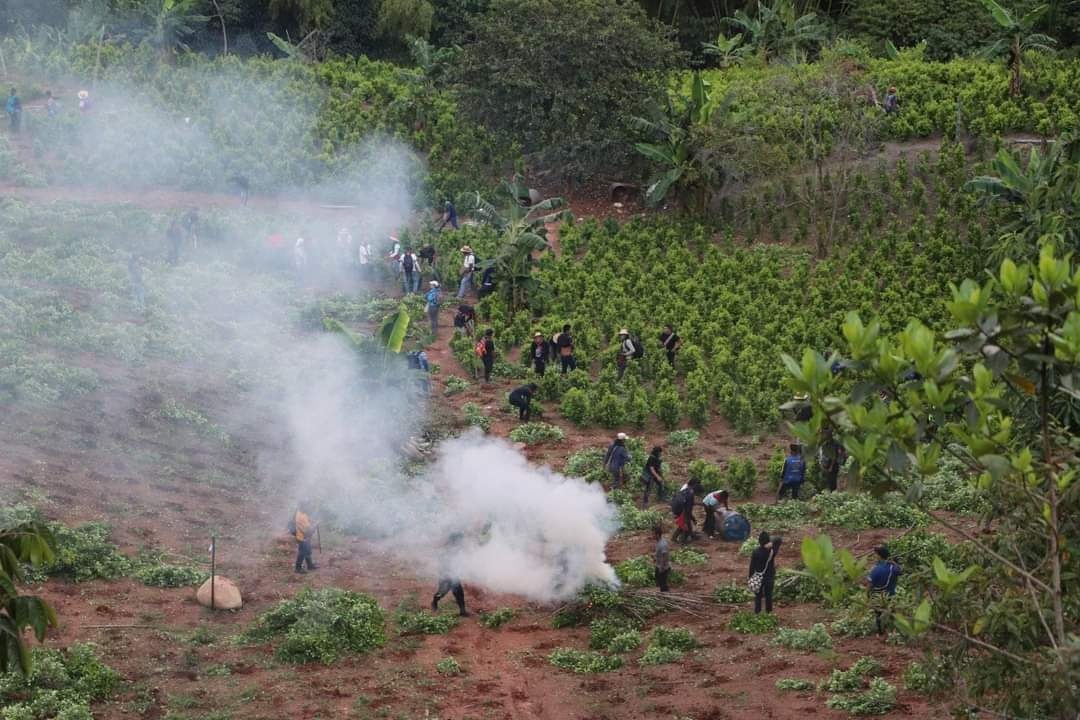 Las tensiones entre indígenas del Cauca y cocaleros por la minga hacia adentro