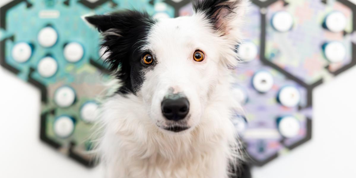 Los perros entrenados para usar “soundboards” respondieron apropiadamente a palabras como "jugar" y "afuera". /Foto: Comparative Cognition Lab de UC San Diego.