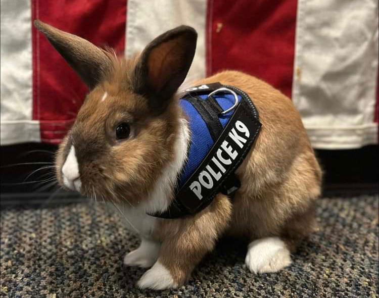 Percy, el conejo abandonado que se volvió “oficial de policía” en California