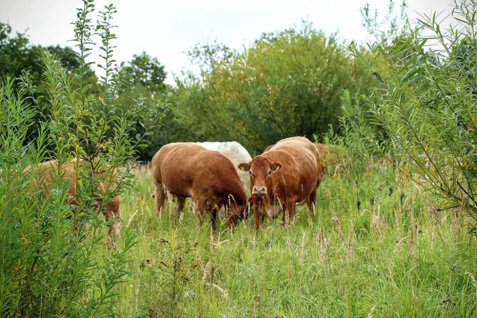 La orina de las vacas también contribuye al cambio climático