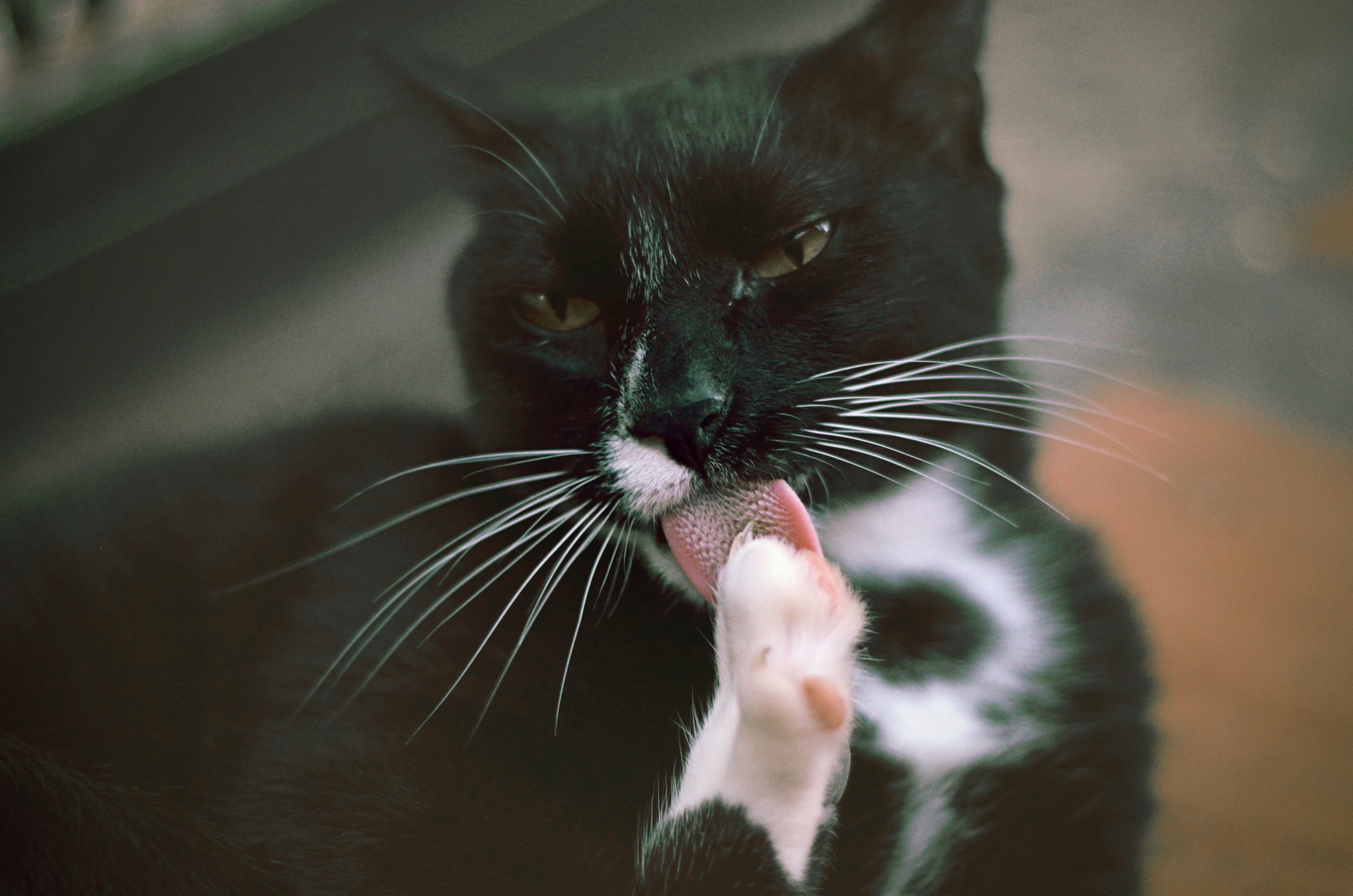 Los gatos utilizan sus lenguas para humedecer el pelo con saliva, lo que lo mantiene limpio y fresco.