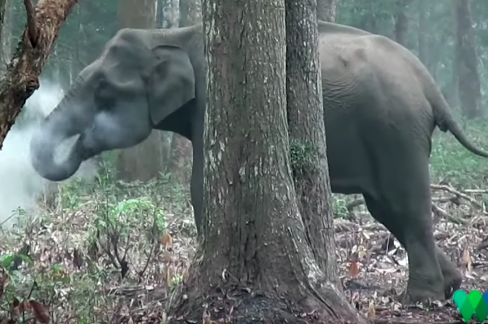 El video de un elefante “fumador” que tiene confundidos a los científicos