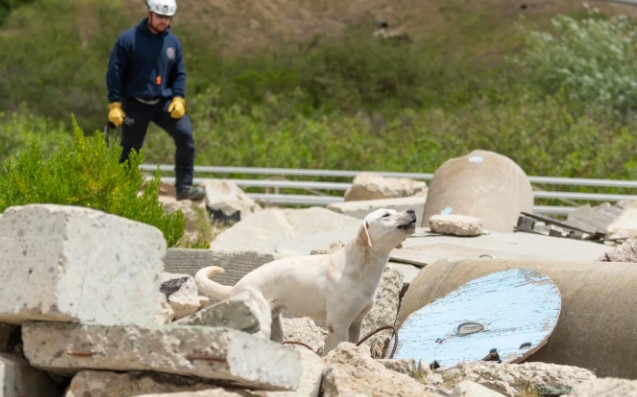 De perderlo todo a salvar vidas: Cam, el perro rescatado que se convirtió en héroe
