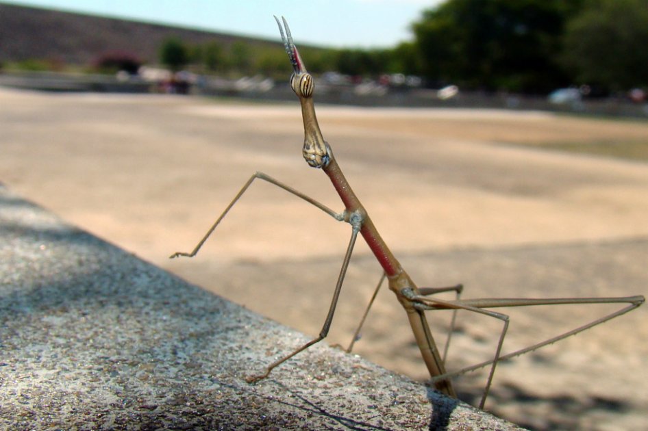 El nuevo insecto más largo del mundo