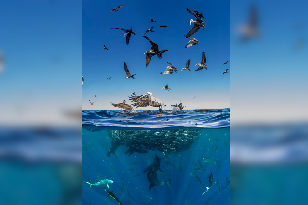 "La imagen capta la loca dualidad de la caza. Por encima, los pelícanos se lanzan desde el cielo en una danza bien coordinada. Bajo el agua, es puro caos. Las doradas se lanzan a toda velocidad persiguiendo sardinas", explica Llobera. "Estuve horas en el agua porque la bola de cebo era estática. La superficie estaba turbia por el festín, y los leones marinos también se unían a la acción. Pasaban ballenas, pero ninguna se acercaba a las sardinas. Estar en medio de este frenesí fue salvaje y estimulante. Me sentí muy afortunado de presenciar una escena tan increíble, que mostraba la belleza cruda y caótica de la naturaleza".