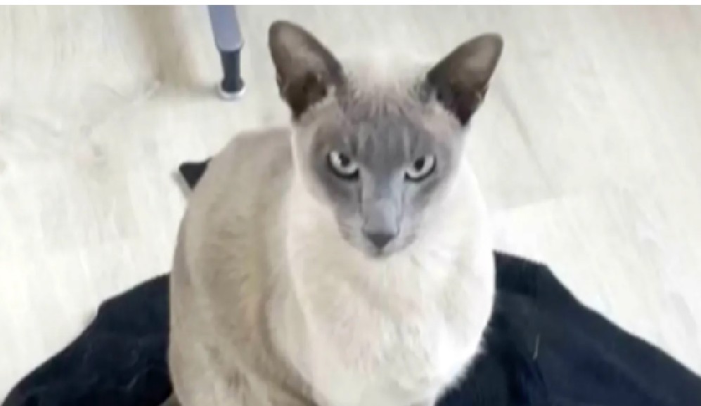 Gato causa revuelo al robar ropa en su vecindario: esta es su historia