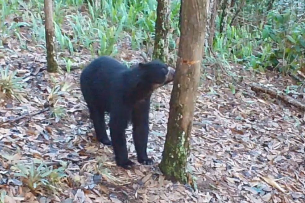 Se registra un nuevo avistamiento de oso de anteojos en reserva natural del Huila