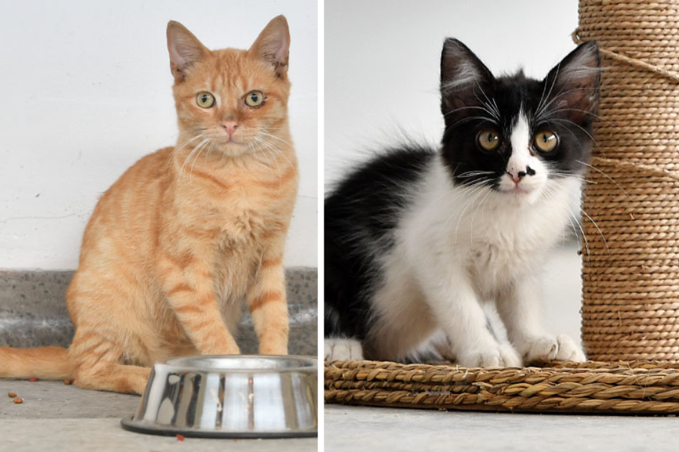 Timy y Mono, los gatos rescatados por la Policía Ambiental que buscan un nuevo hogar
