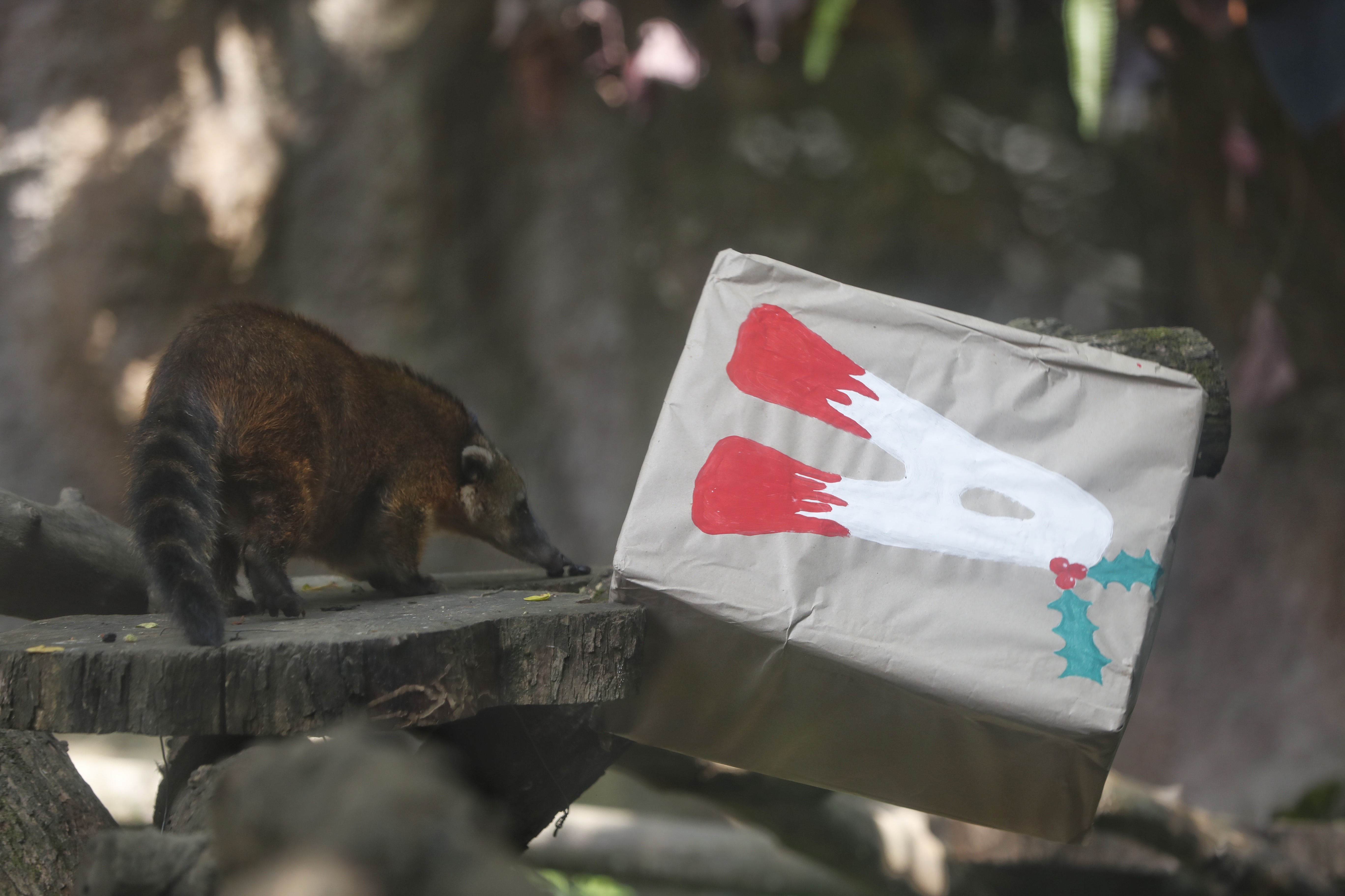 Promotores de bienestar animal le dieron una dulce navidad a varios animales del zoológico con cajas adornadas como regalos donde les ofrecieron los alimentos que más disfrutan.
