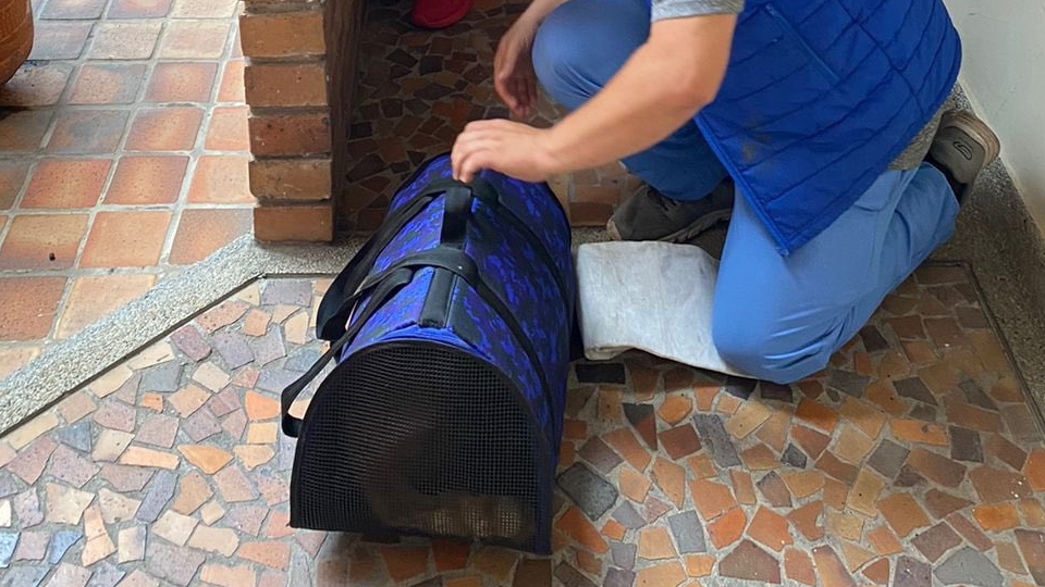 (Video) ¡Buenas noticias! Rescatan a gatito que fue golpeado en Bucaramanga