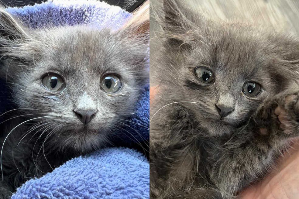 La vida de Scrunkle, un gatito gris, cambió por completo al ingresar a esta casa