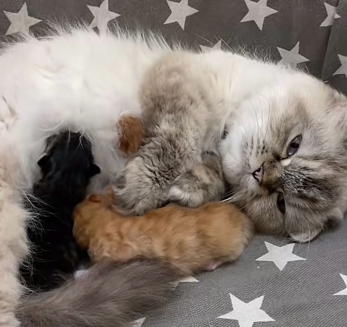 Sisi, la gata que sorprendió dando a luz: ninguna de sus crías se parece a ella