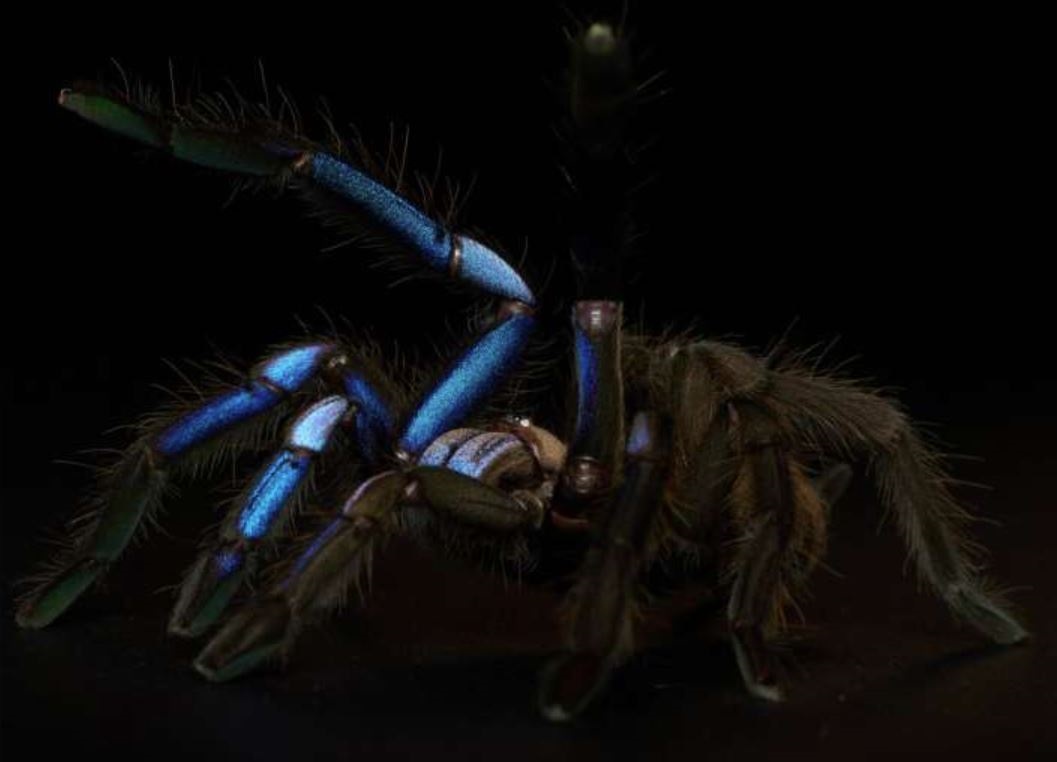 Esta es la nueva especie de tarántula que descubrieron científicos