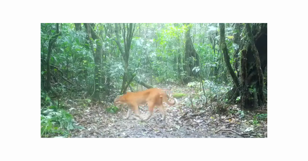En video: captan raro ejemplar del felino dorado asiático en bosque de Tailandia