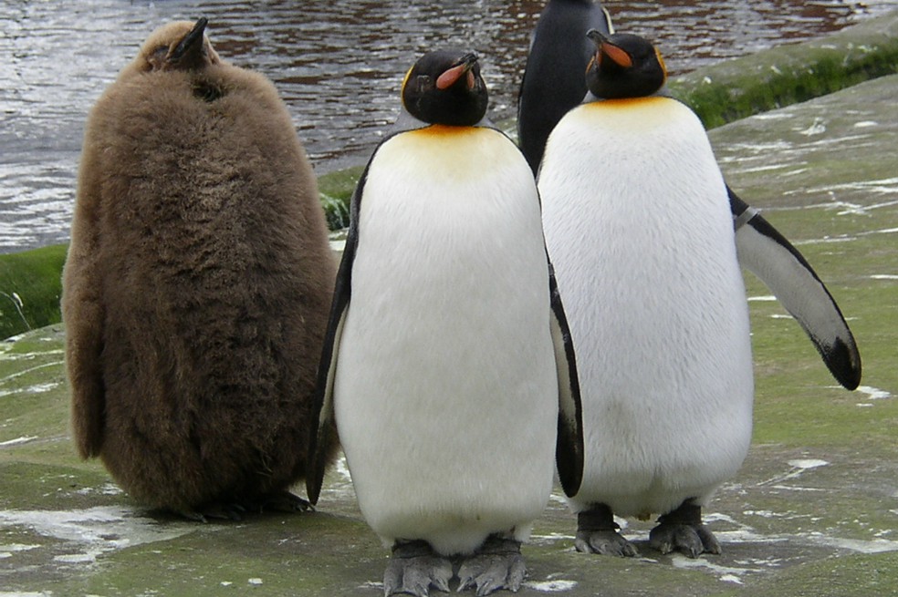 La mayor colonia del pingüino rey ha menguado dramáticamente, según estudio