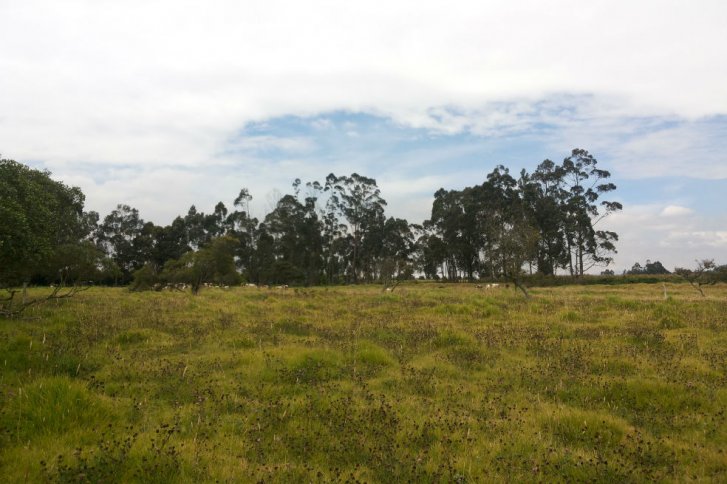 Reserva Van der Hammen en Bogotá, ¿Para vivienda o bosques?